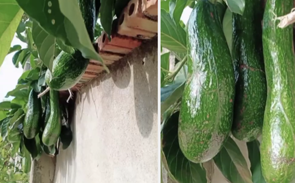 Anh hàng xóm 'số hưởng' nhất Việt Nam: Không trồng bơ nhưng vẫn có ăn, quả nào quả nấy cũng khổng lồ và mọc trĩu cả cành