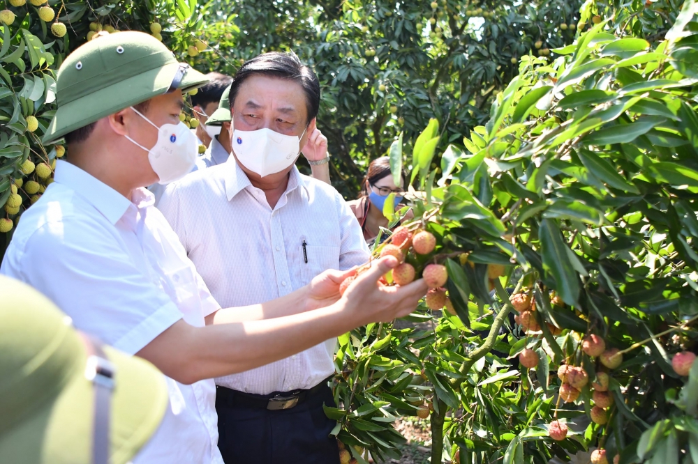 Bộ trưởng Lê Minh Hoan: Nên bỏ từ giải cứu nông sản - Ảnh 1.