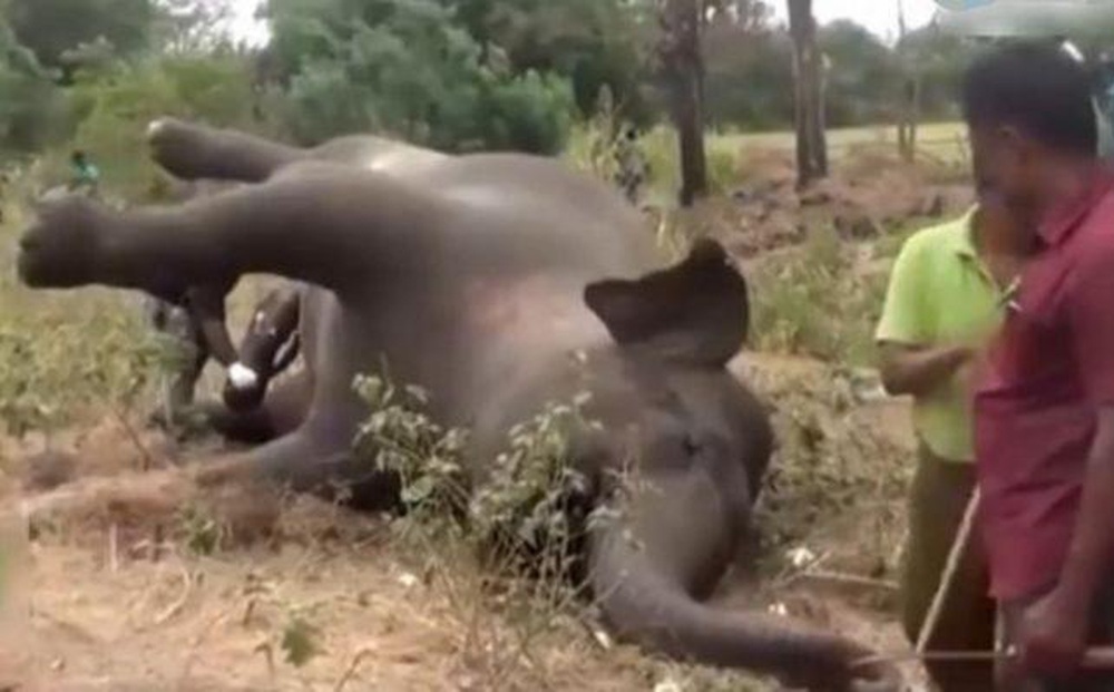 Thấy xác voi trên đồng, nam thanh niên chuẩn bị dao lấy thịt thì thảm kịch xảy ra!