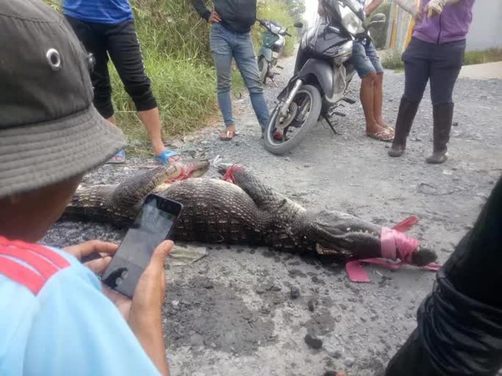 Có khả năng một số người đã thả cá sấu ra ngoài tự nhiên - Ảnh 2.