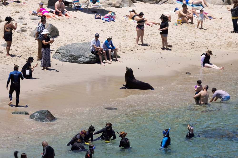7 ngày qua ảnh:  Sư tử biển tắm nắng cùng du khách trên bãi biển - Ảnh 3.