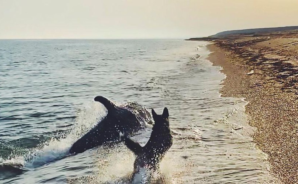 Cảnh tượng đáng kinh ngạc khi đàn cá heo đùa giỡn với chú chó