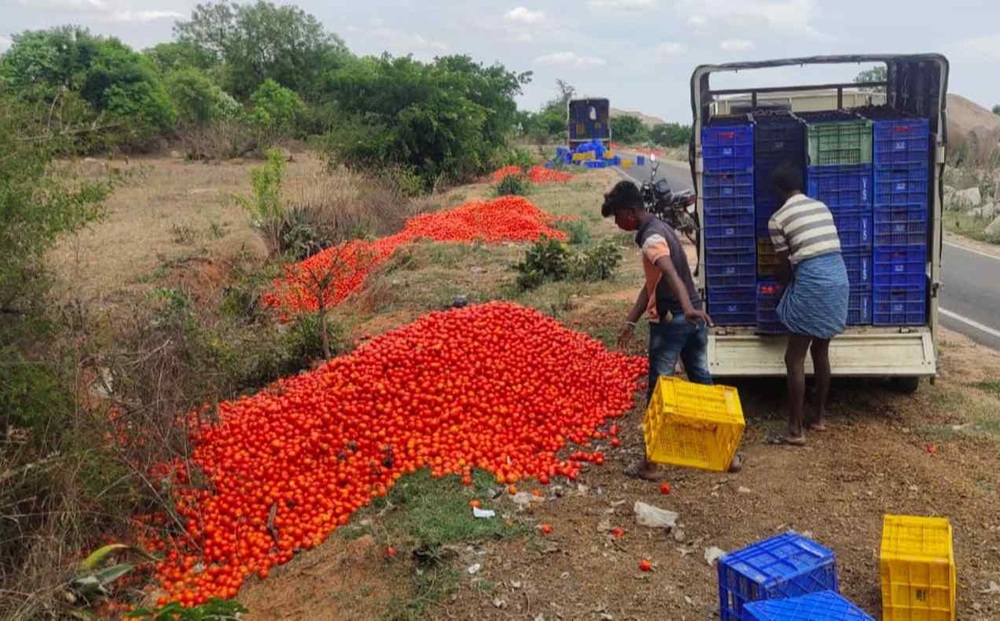 Nông dân Ấn Độ đổ đống cà chua vì giao thương đứt gãy trong dịch COVID-19