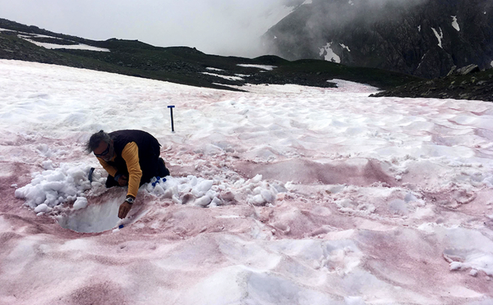 ''Chảy máu sông băng'' - hiện tượng đáng báo động đằng sau việc xuất hiện tuyết đỏ trên dãy Alps