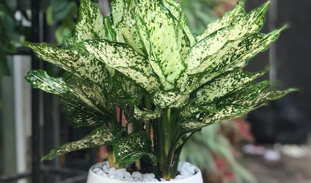 Bật mí loài cây phong thủy sẽ mang lại may mắn, thịnh vượng cho 12 con giáp - Ảnh 5.