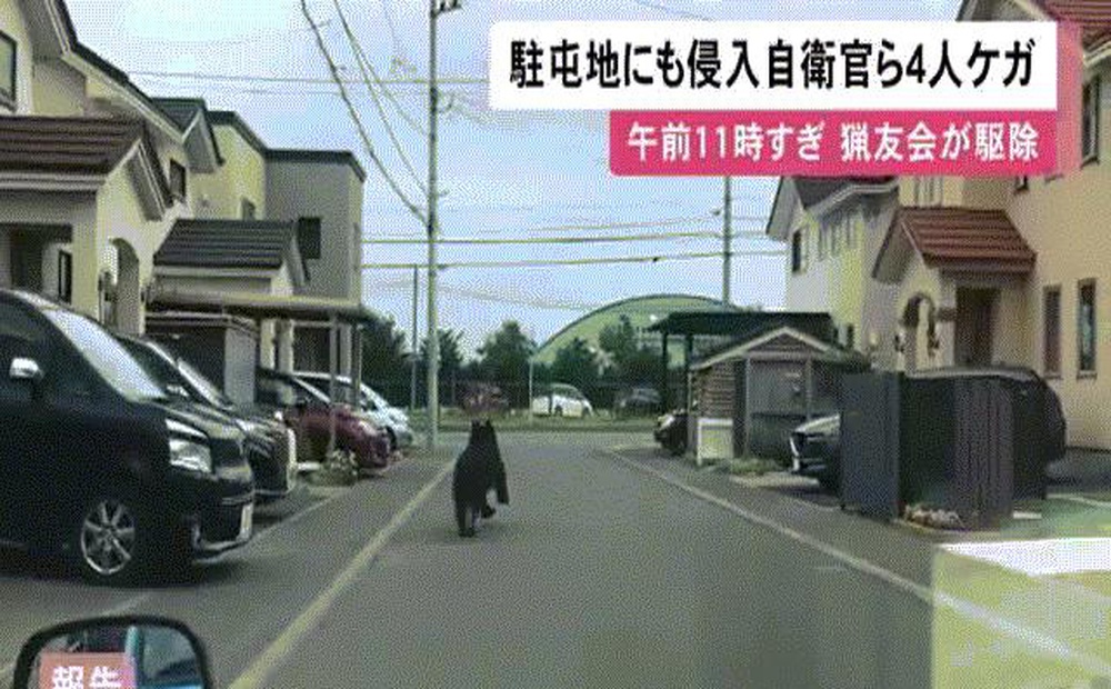 Video: Gấu nâu đại náo thành phố Nhật Bản, tấn công doanh trại quân đội