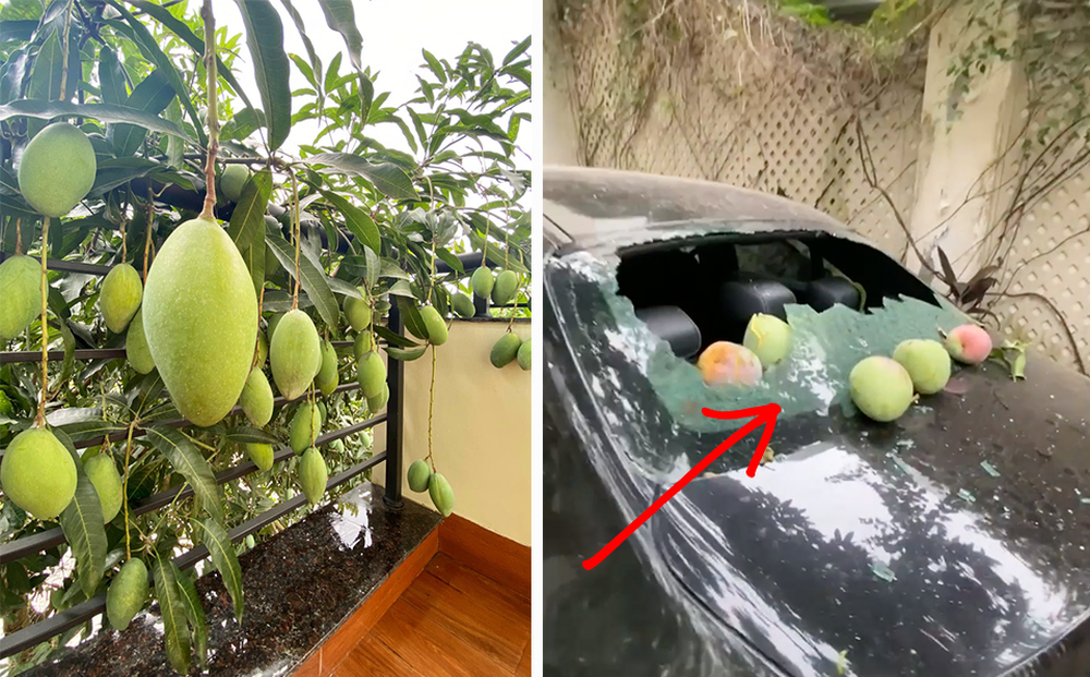 Những cây xoài ra hoa kết trái khó đỡ nhất Việt Nam, nhiều phen gia chủ khóc ròng vì tình thế tiến thoái lưỡng nan