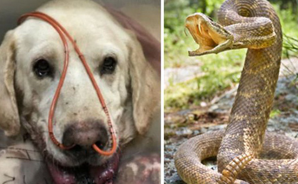 Chú chó labrador dũng cảm chiến đấu với rắn đuôi chuông để bảo vệ chủ