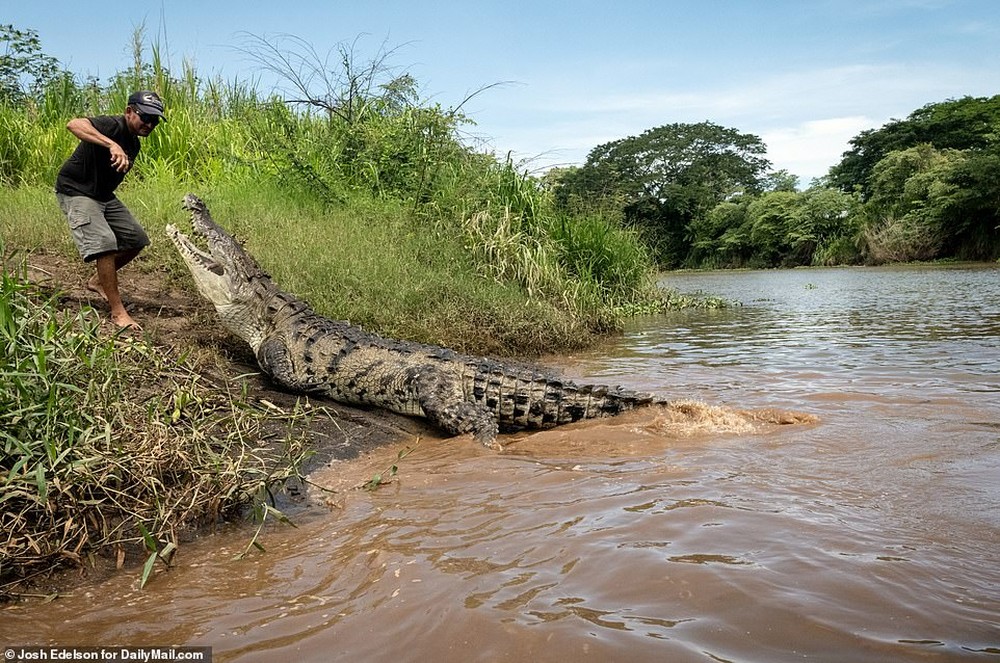 Video: Liều mạng dụ cá sấu hoang dã khổng lồ dài hơn 5 mét lên bờ rồi cho ăn - Ảnh 5.