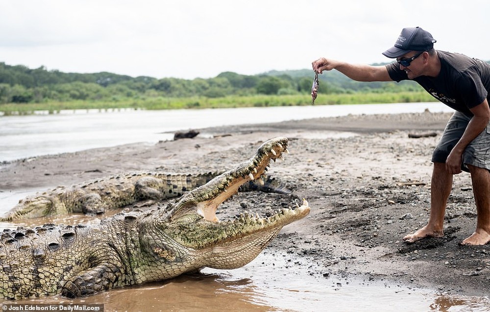 Video: Liều mạng dụ cá sấu hoang dã khổng lồ dài hơn 5 mét lên bờ rồi cho ăn - Ảnh 7.