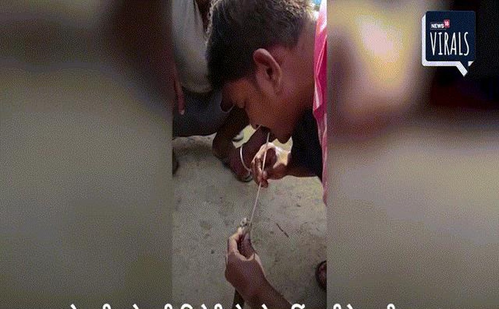 Video: Người đàn ông liều mạng "hô hấp nhân tạo" cứu sống hổ mang chúa dài 3m