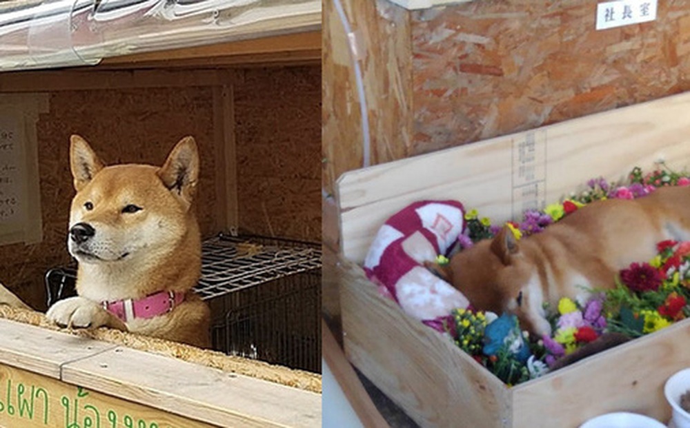 Chú chó Shiba bán khoai lang nướng từng gây bão MXH thế giới đã qua đời