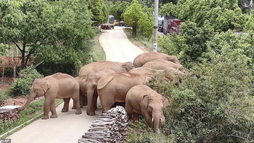 Rời khu bảo tồn chu du 500km, gây thiệt hại 1,1 triệu USD, đàn voi bất trị đã chịu dừng chân lại một thị trấn nhỏ - Ảnh 4.
