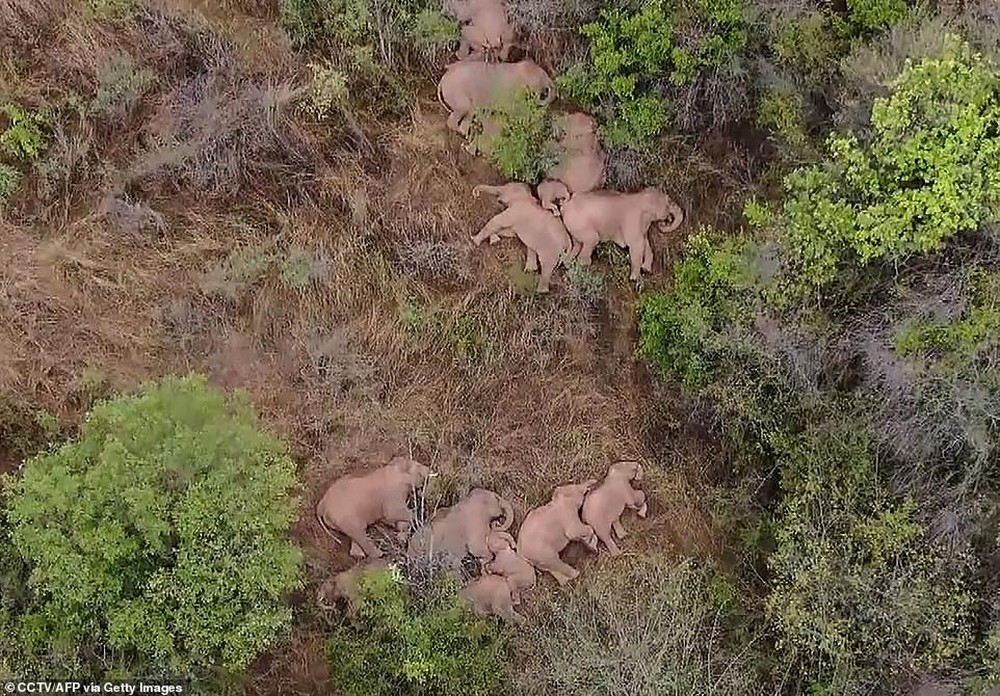 Rời khu bảo tồn chu du 500km, gây thiệt hại 1,1 triệu USD, đàn voi bất trị đã chịu dừng chân lại một thị trấn nhỏ - Ảnh 3.
