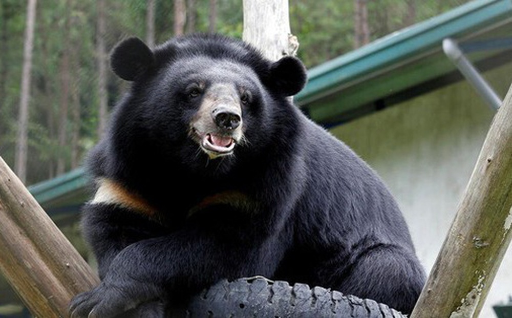 Vụ bán 2 chi gấu bị phạt 700 triệu đồng, Trung tâm Giáo dục Thiên nhiên nói gì?