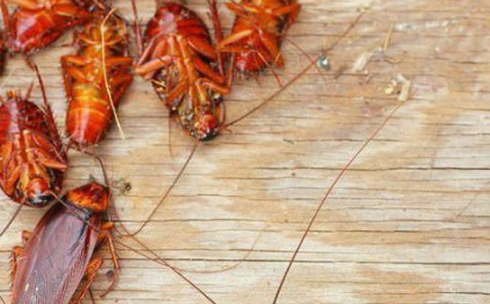 3 chiêu đuổi gián ra khỏi nhà cực kỳ hiệu quả, không thử phí cả đời