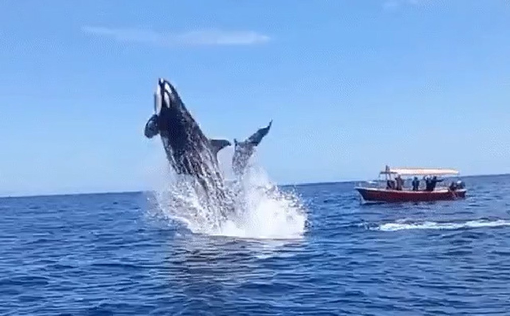 Ngoạn mục cảnh cá voi sát thủ hất tung cá heo lên không trung