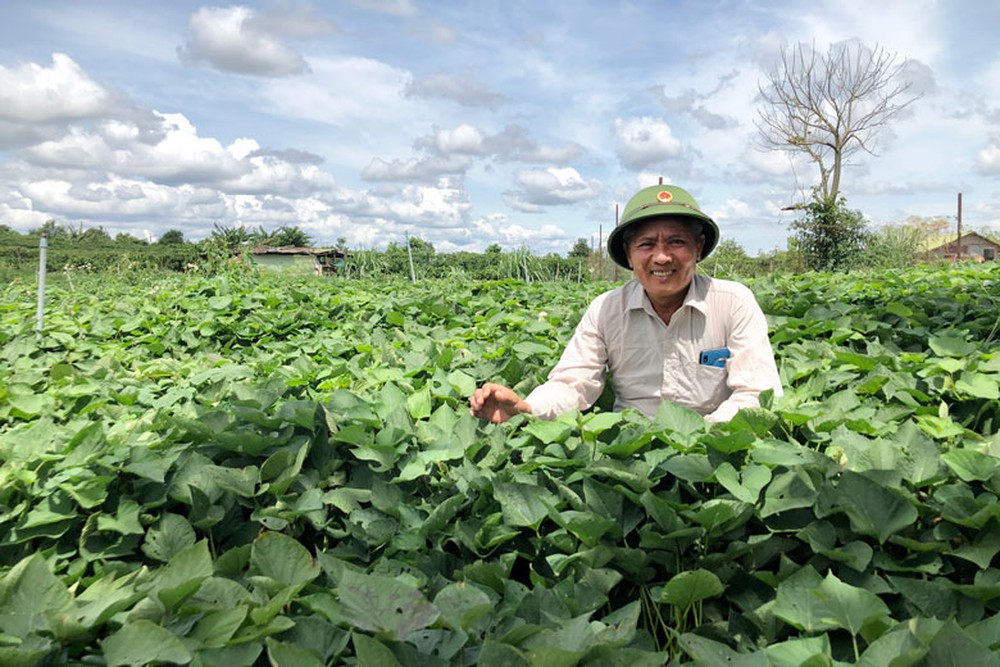 Trồng loại cây vỏ đỏ, ruột vàng, vị ngọt đậm đút túi 200 triệu mỗi năm - Ảnh 1.