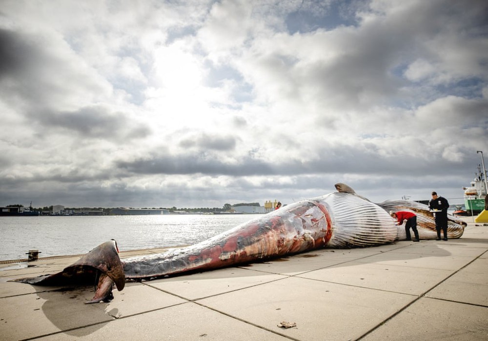 24h qua ảnh: Xác cá voi dài 15m trên cầu tàu ở Hà Lan - Ảnh 6.