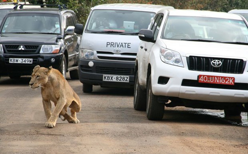 Sư tử trốn khỏi vườn thú gây náo loạn khu phố đông người