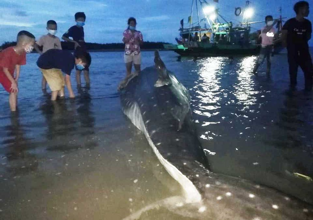 Phát hiện cá lạ nặng hơn một tấn trôi dạt vào bãi biển ở Nghệ An - Ảnh 2.