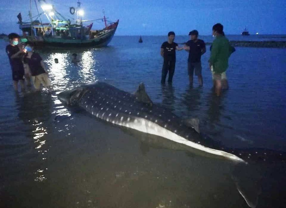 Phát hiện cá lạ nặng hơn một tấn trôi dạt vào bãi biển ở Nghệ An - Ảnh 3.