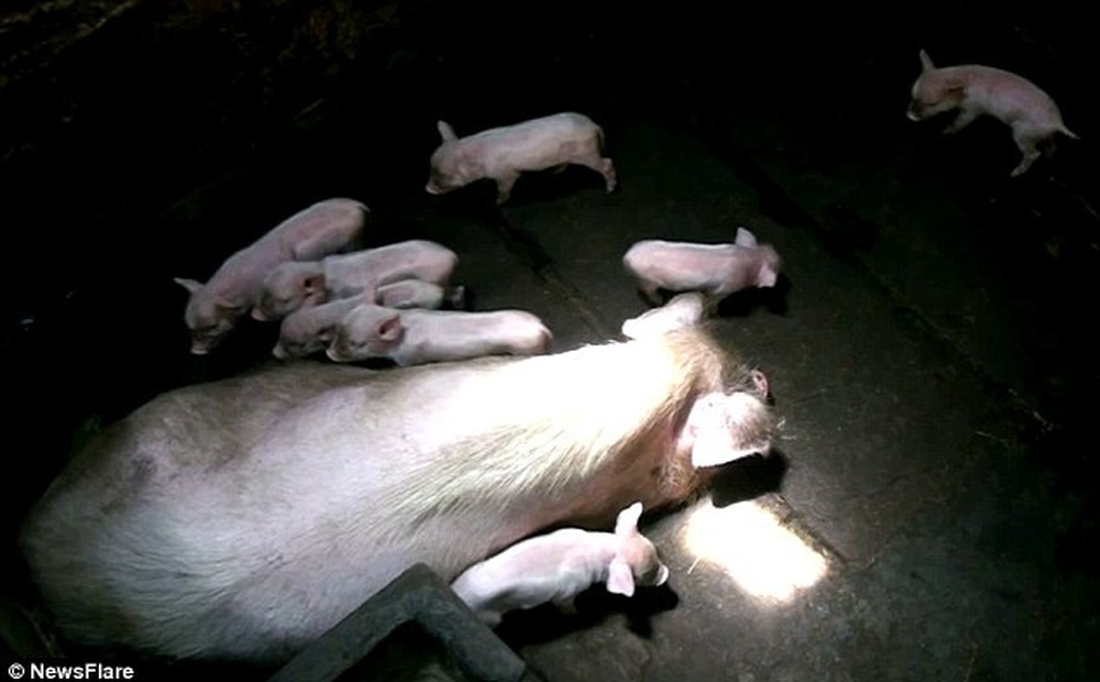 Lợn mẹ chuyển dạ, vừa nhìn thấy thứ nó sinh ra, chủ nhân đã kinh ngạc, quyết nuôi làm cảnh chứ không thịt