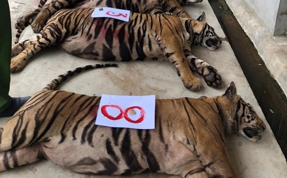 Phó Giám đốc Công an tỉnh Nghệ An: 8/17 con hổ chết sau giải cứu là ngoài ý muốn của lực lượng chức năng