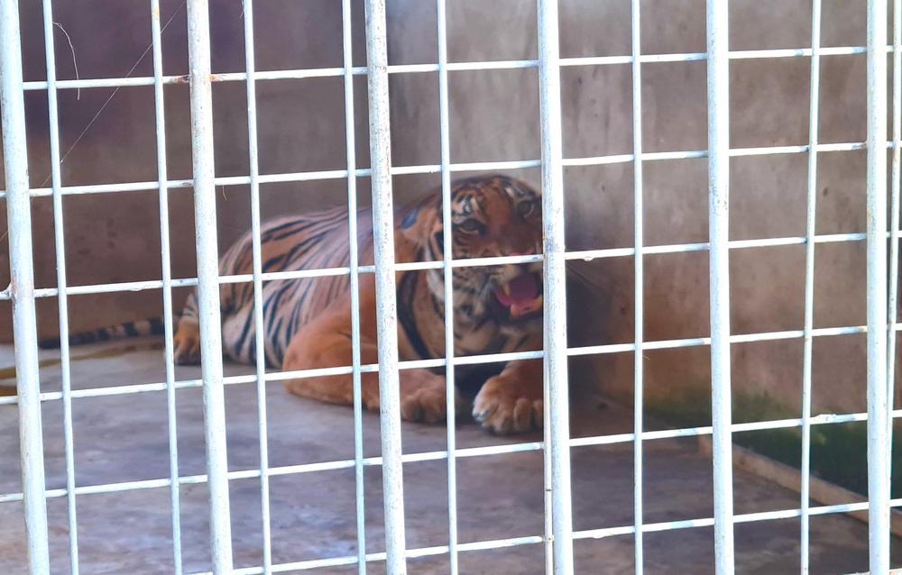 9 con hổ Đông Dương còn sống sau giải cứu ở Nghệ An: Ăn 6kg thịt mỗi ngày, thích nghi tốt và được ‘trị liệu’ giảm stress - Ảnh 6.