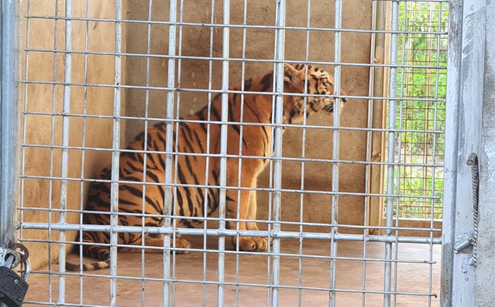 9 con hổ Đông Dương còn sống sau giải cứu ở Nghệ An: Ăn 6kg thịt mỗi ngày, thích nghi tốt và được ‘trị liệu’ giảm stress
