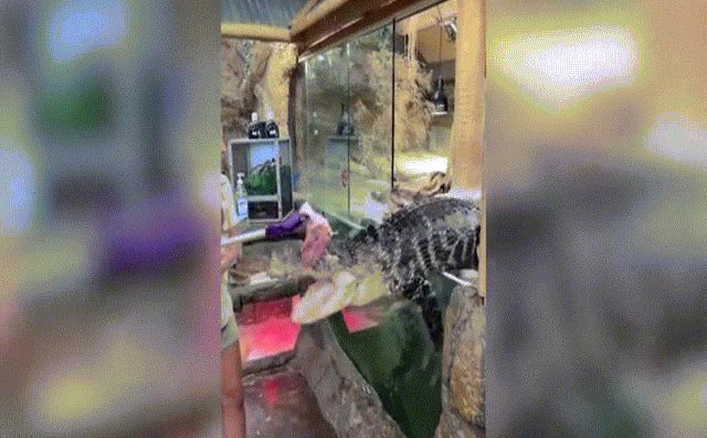 Video: Cá sấu nhảy khỏi bể nuôi giành miếng ăn và phản ứng gây sốc của nữ nhân viên