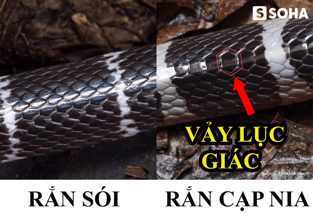 Không cần là chuyên gia, chỉ cần nhìn vào đây cũng phân biệt được rắn cạp nia và giả cạp nia - Ảnh 2.