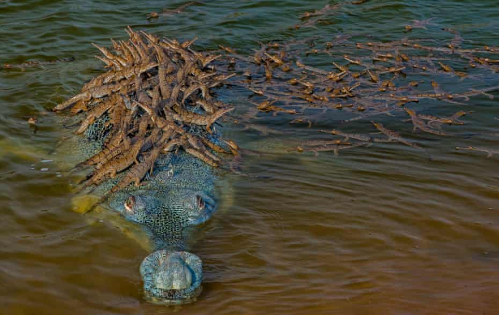 Cá sấu dài hơn 2 mét chồm lên cắn, bà lão gần 70 tuổi đánh lại và cái kết - Ảnh 2.