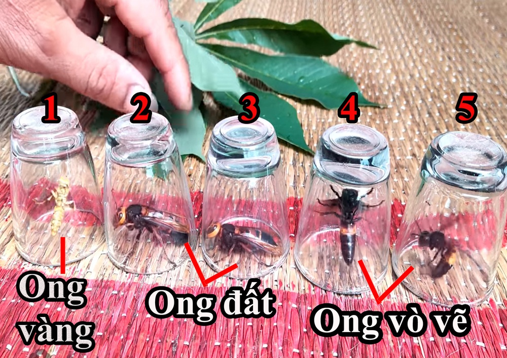 Vò nát lá sắn rồi bỏ vào các ly chứa ong vò vẽ, ong vàng và ong đất: Kết quả ra sao? - Ảnh 1.