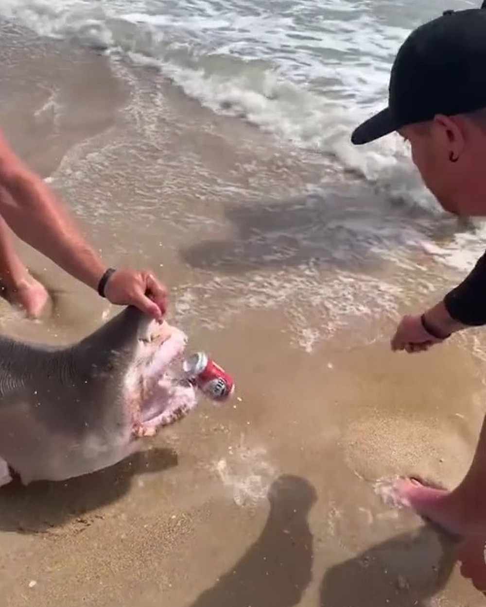 Video: Nhóm thanh niên nắm đầu cá mập hổ, dùng để khui bia tiêu khiển - Ảnh 2.