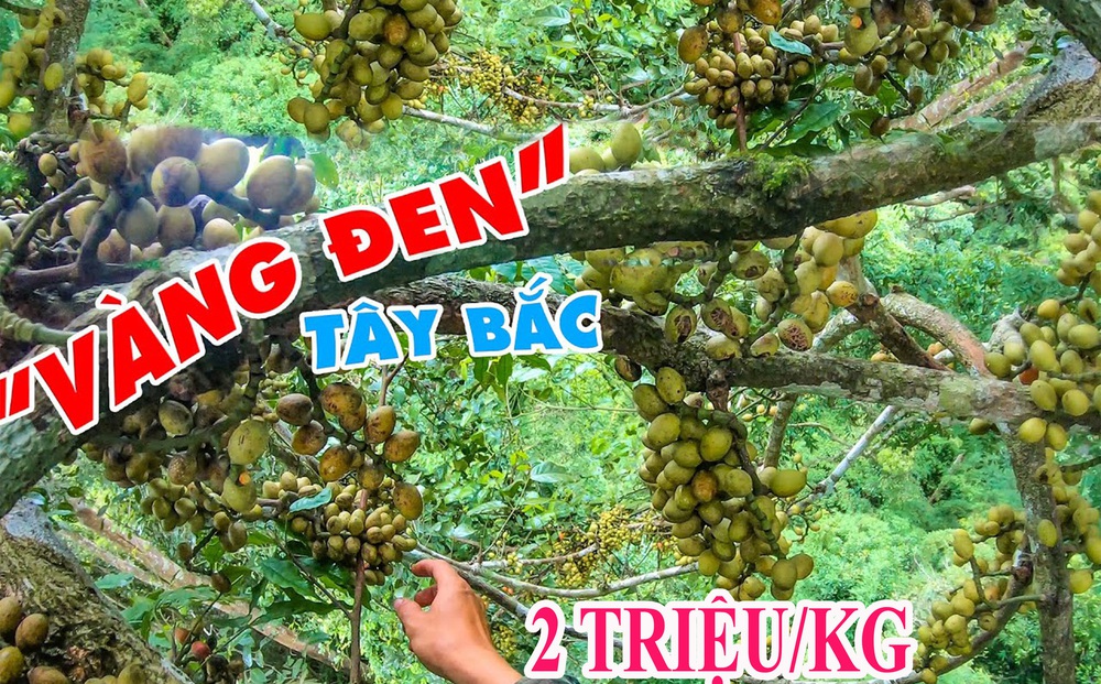 Đi rừng phát hiện cây cổ thụ cao, nhóm thợ rừng trèo lên tìm 'vàng đen' Tây Bắc giá 2 triệu đồng/kg