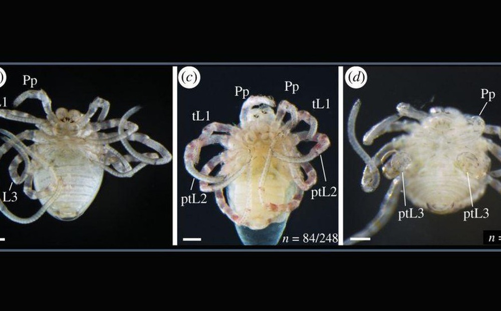 Các nhà khoa học đã làm thế nào để biến nhện chân dài thành chân ngắn?