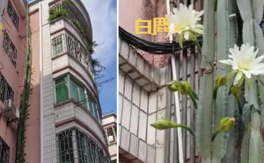 Mua cây xương rồng cảnh về trồng chơi, ai ngờ 10 năm sau nó cao bằng tòa nhà 6 tầng