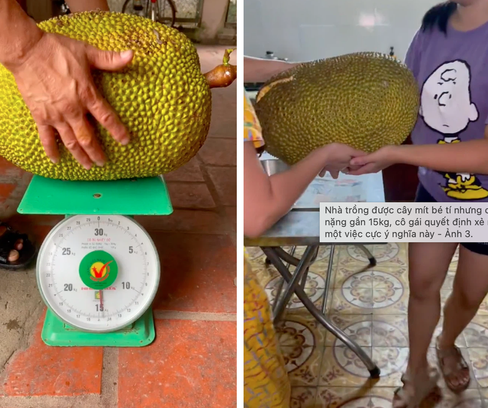 Nhà trồng được cây mít bé tí nhưng cho quả nặng gần 15kg, cô gái quyết định xẻ ra rồi làm một việc cực ý nghĩa này - Ảnh 3.