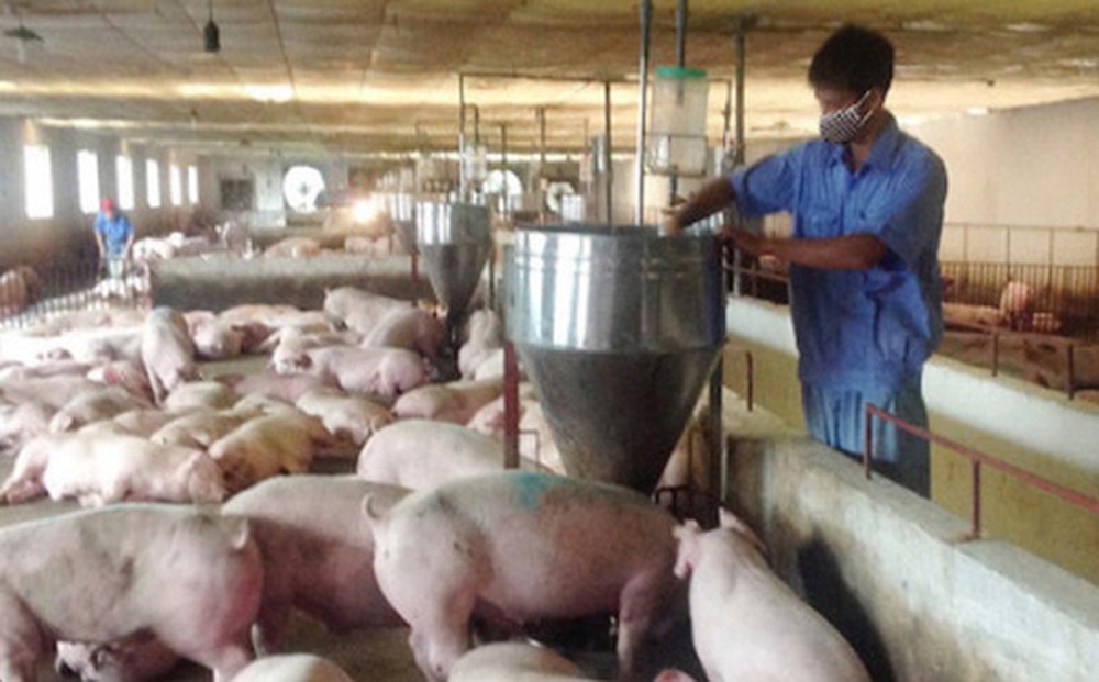 Nghịch lý giá thức ăn chăn nuôi tăng, thịt lợn hơi giảm mạnh