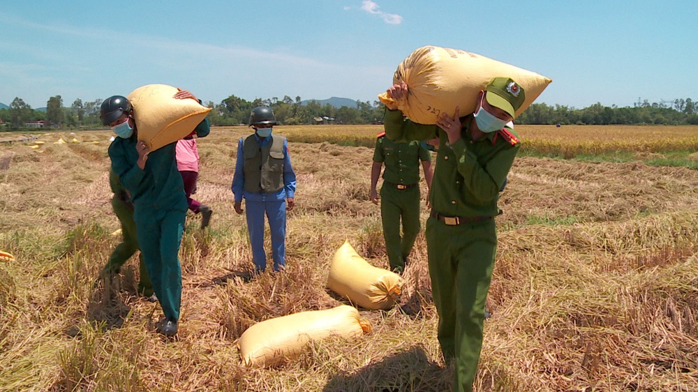 Công an Đà Nẵng giúp nông dân thu hoạch lúa chín trong ngày giãn cách - Ảnh 3.