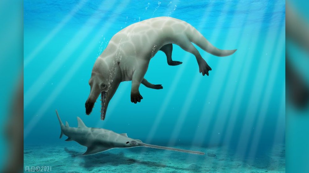 Ai Cập phát hiện hóa thạch cá voi có niên đại 43 triệu năm - Ảnh 1.