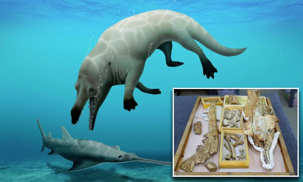 Phát hiện cá voi có 4 chân từng là động vật ăn thịt hàng đầu trong quá khứ - Ảnh 1.