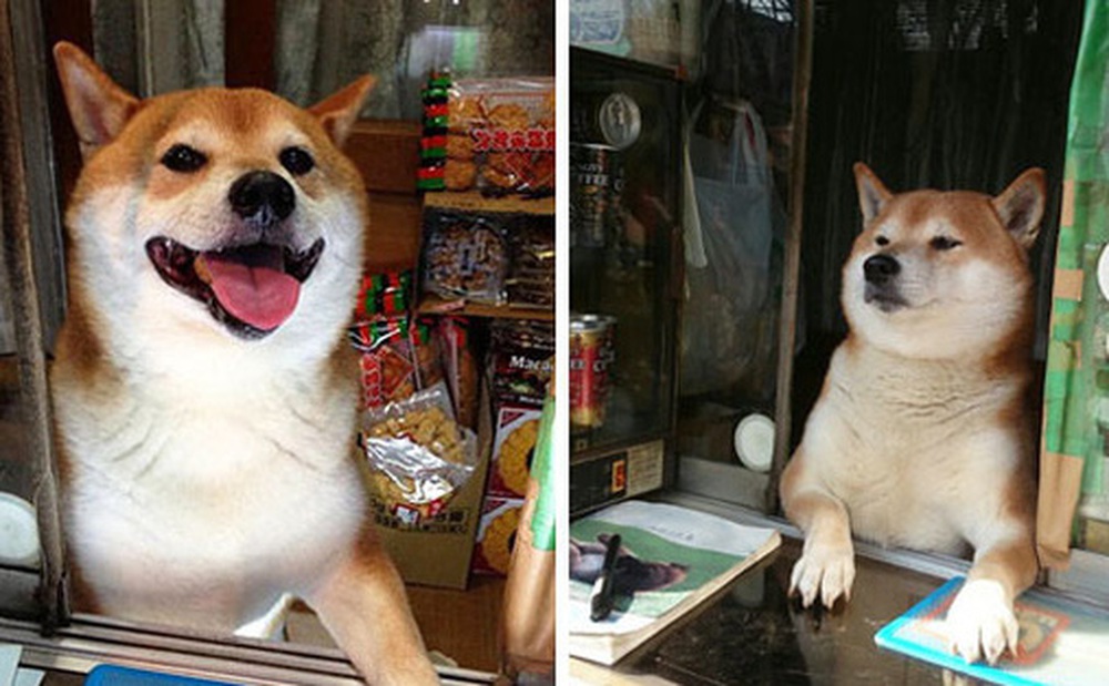 Chú chó bán tạp hóa nổi tiếng khắp Châu Á vì quá là chiều khách, chỉ tiếc mới kinh doanh được 2 năm thì... sập tiệm