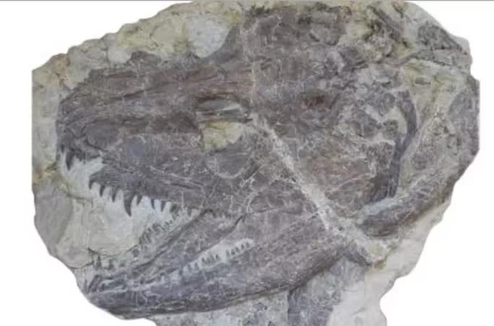 Tái tạo quái vật có chân đầu tiên, 340 triệu tuổi: Kết quả kinh hoàng - Ảnh 1.