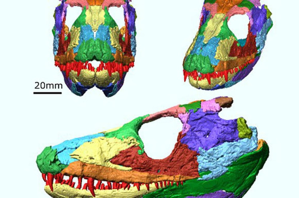 Tái tạo quái vật có chân đầu tiên, 340 triệu tuổi: Kết quả kinh hoàng - Ảnh 2.