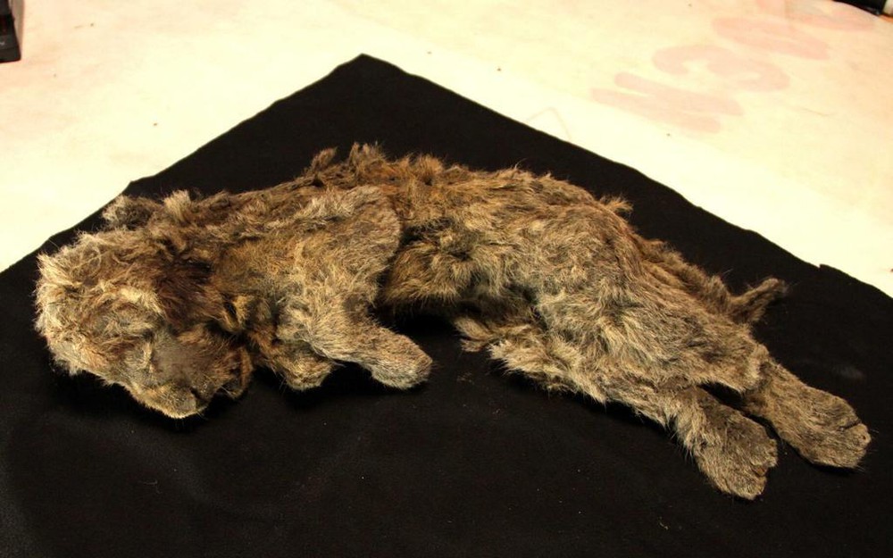 Bí ẩn xác ướp sư tử cách đây 28.000 năm còn nguyên nội tạng, lông - Ảnh 1.