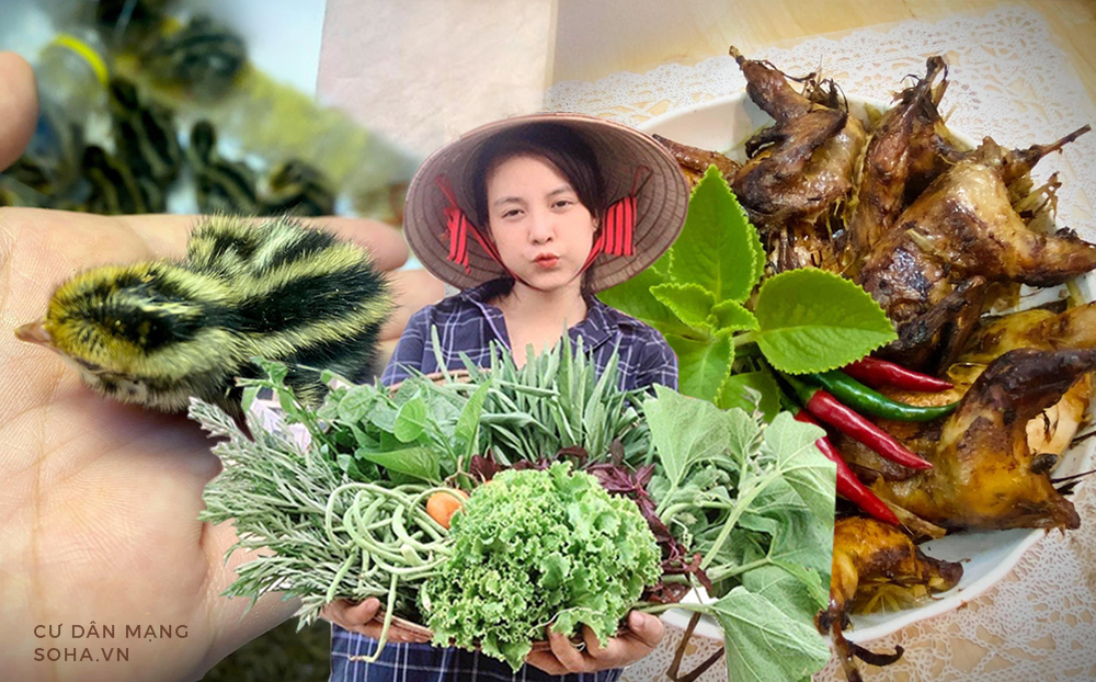 Mua trứng chim cút về ấp thành con ở chung cư, người phụ nữ gây tranh cãi vì hành động sau đó