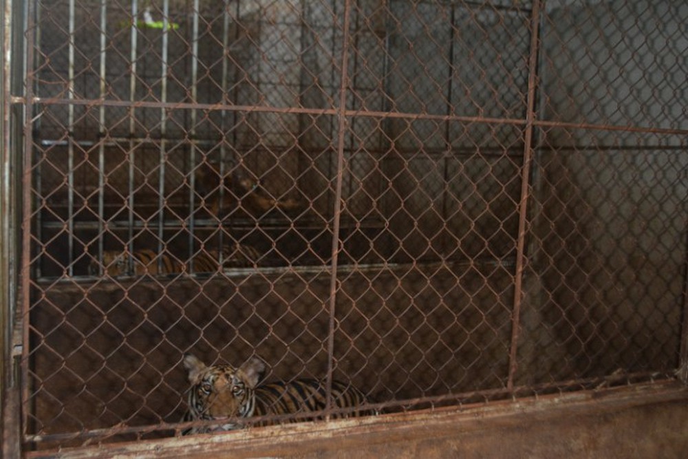 Vụ bắt quả tang 17 con hổ Đông Dương trong nhà dân: Đã có đơn vị nhận nuôi hổ - Ảnh 2.