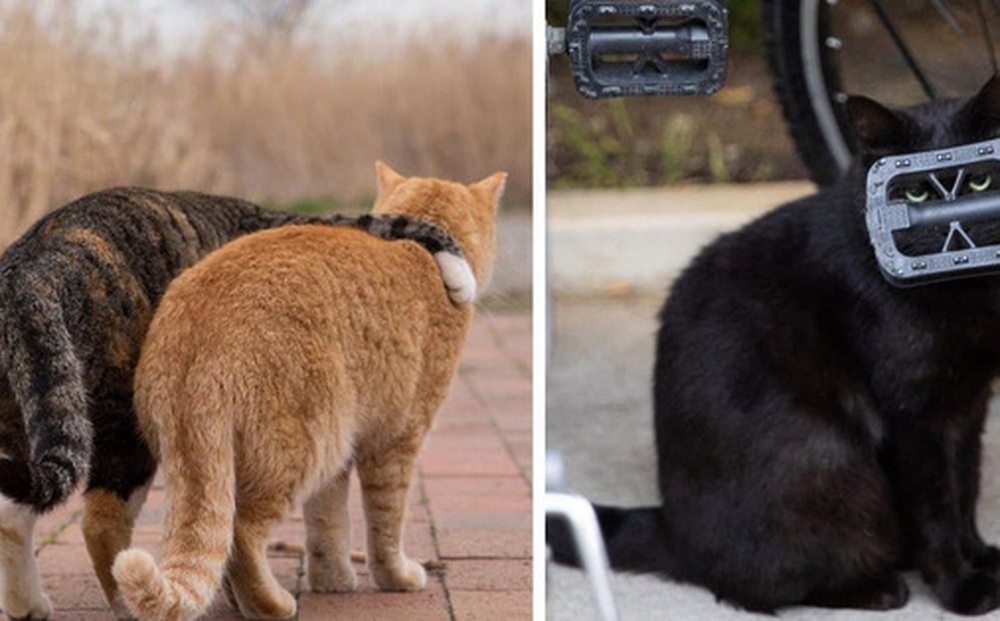 Bộ ảnh cuộc sống thường ngày của 500 anh em mèo hoang cute nhưng không kém phần lôm côm ở Nhật Bản